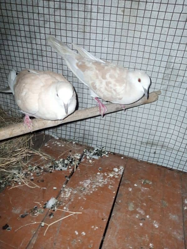 dove pair 1