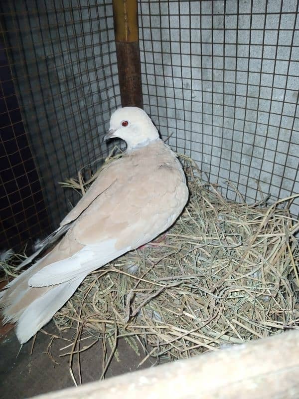 dove pair 2