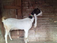 Gulabi goat for sale