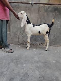 abluck bakra goat for sale bakri Bakra qurbani sale