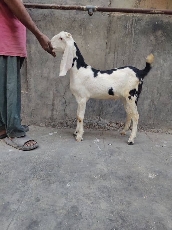 abluck bakra goat for sale bakri Bakra qurbani sale 0