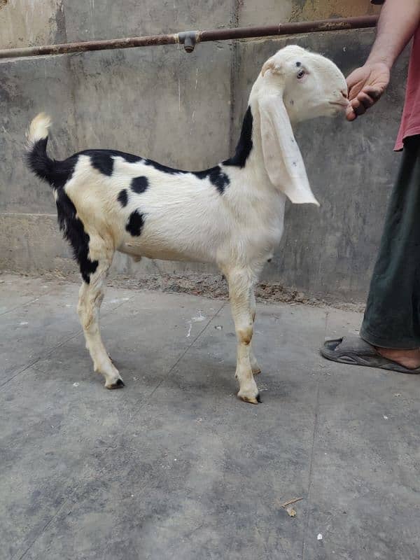 abluck bakra goat for sale bakri Bakra qurbani sale 1