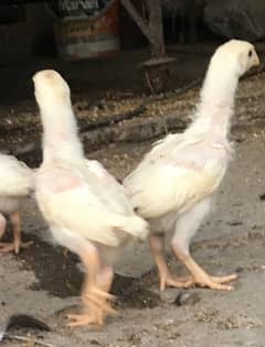 king size shamo / high quality chicks / white shamo / pure shamo chiks