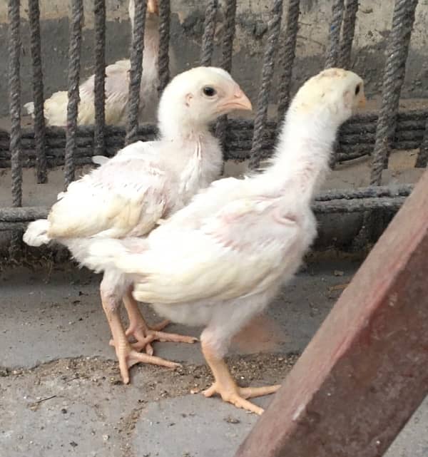 king size shamo / high quality chicks / white shamo / pure shamo chiks 2