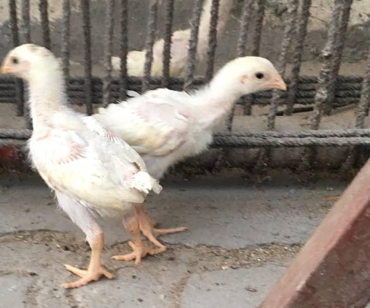 king size shamo / high quality chicks / white shamo / pure shamo chiks 7