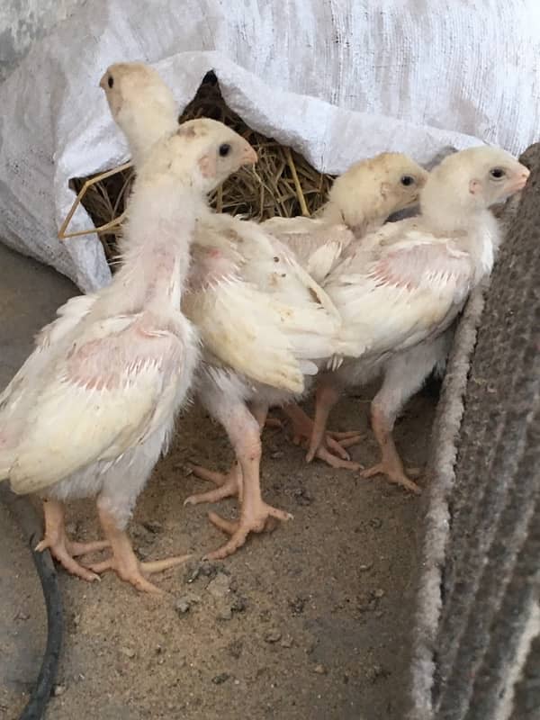 king size shamo / high quality chicks / white shamo / pure shamo chiks 8