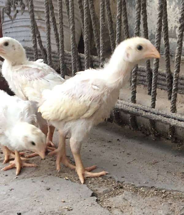 king size shamo / high quality chicks / white shamo / pure shamo chiks 10