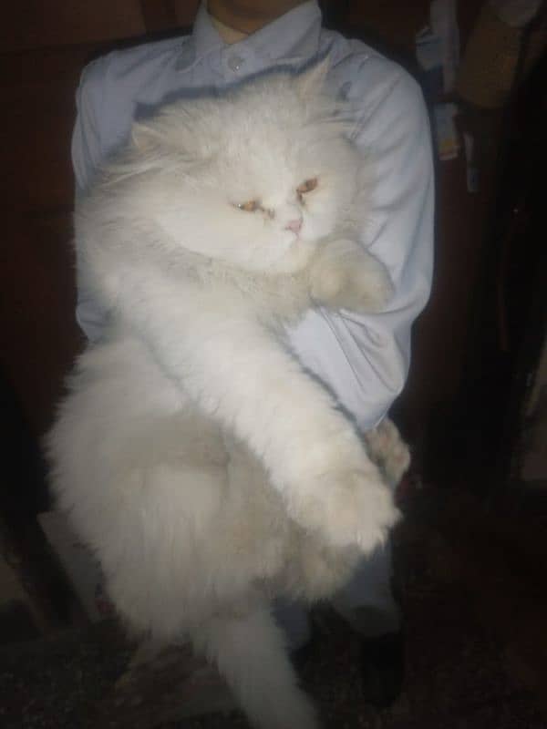 pair of Persian cat up for sale care taking family contact me fully 3