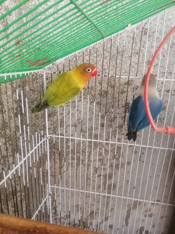 Love Birds Breeder pair urgent sale 1