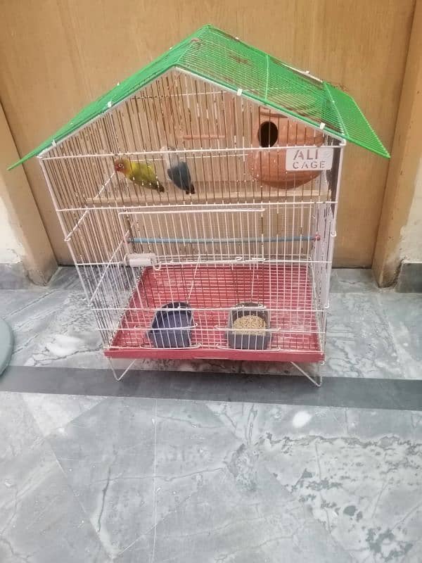 Love Birds Breeder pair urgent sale 2