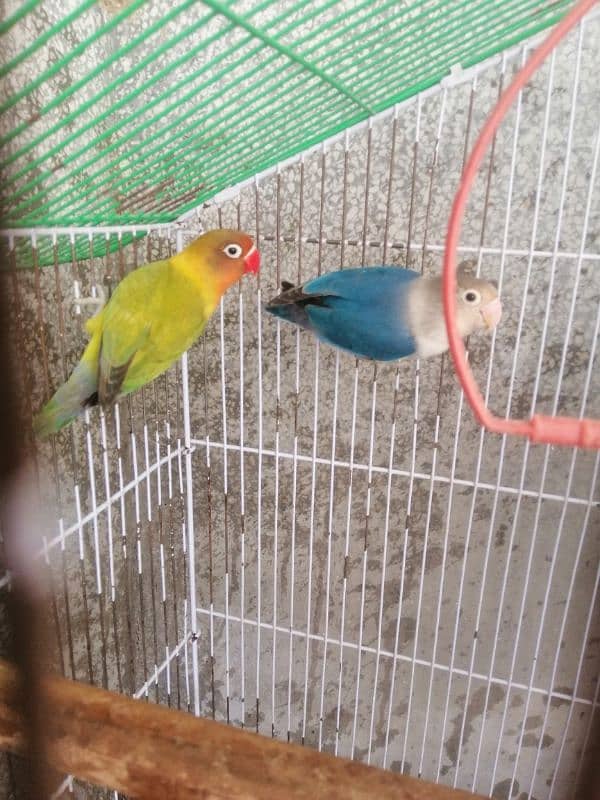 Love Birds Breeder pair urgent sale 3