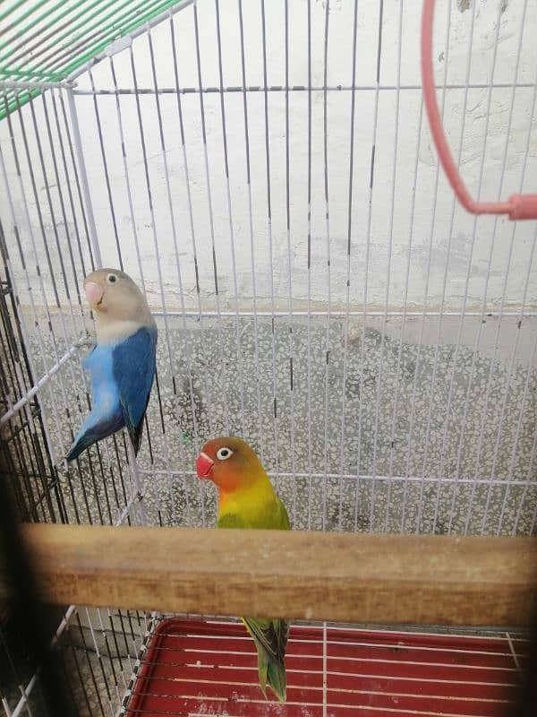 Love Birds Breeder pair urgent sale 4