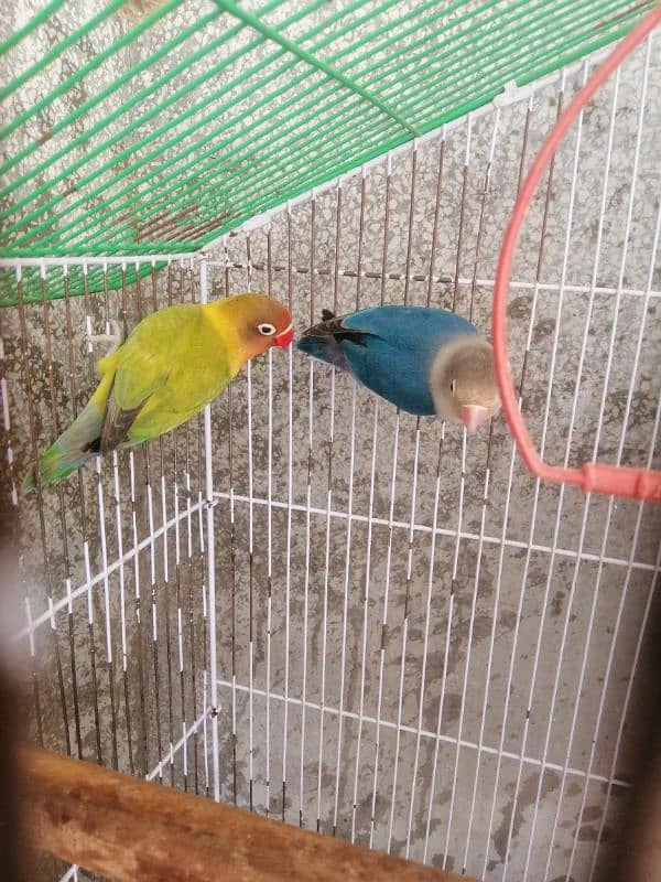 Love Birds Breeder pair urgent sale 5