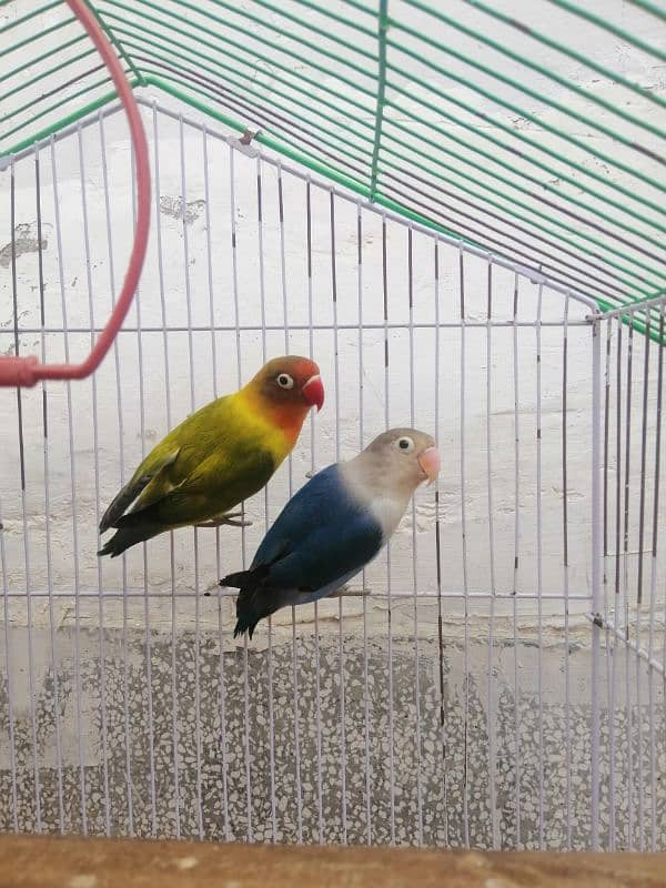 Love Birds Breeder pair urgent sale 0