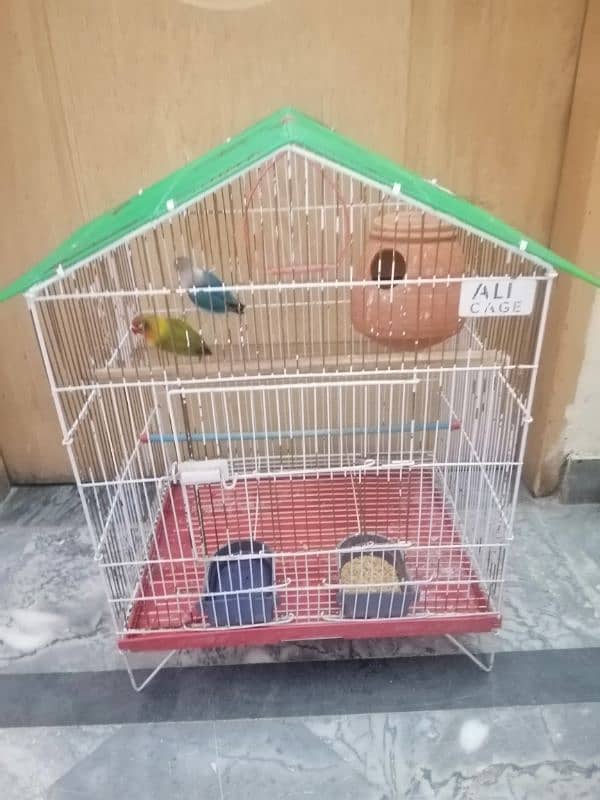 Love Birds Breeder pair urgent sale 6