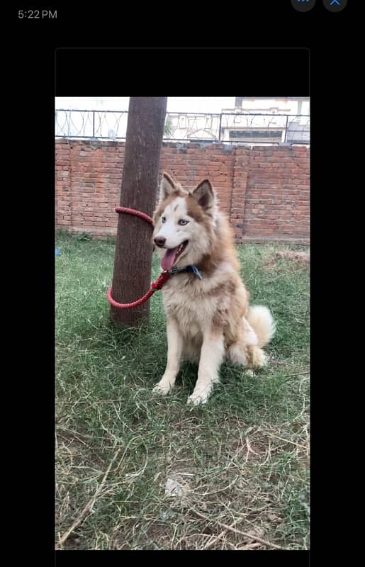 Siberian Husky Male Pup 0