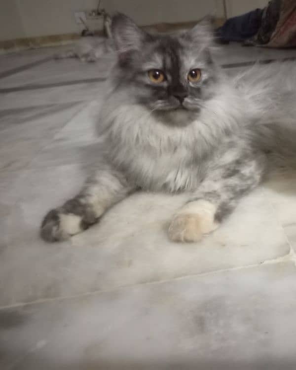 smokey colour kitten for sale 0