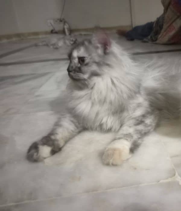 smokey colour kitten for sale 1