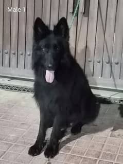 pink pedigree black German shepherd male for cross stud