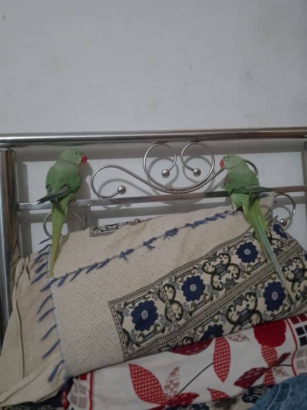 Raw Parrots Pair 2