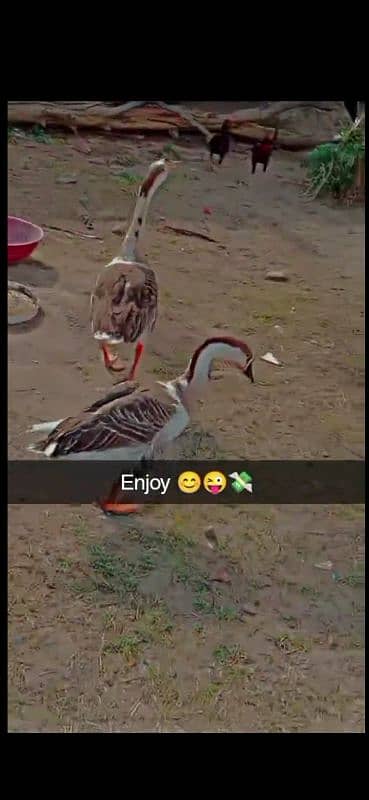 fancy long neck ducks 0