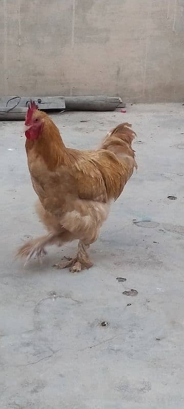 golden heavy buff ready to breed male available for sell. Good quality 0