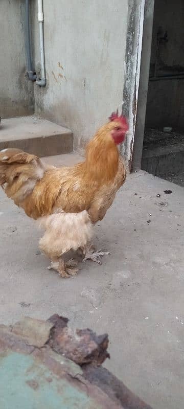 golden heavy buff ready to breed male available for sell. Good quality 3