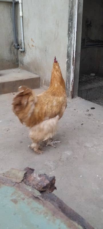 golden heavy buff ready to breed male available for sell. Good quality 4