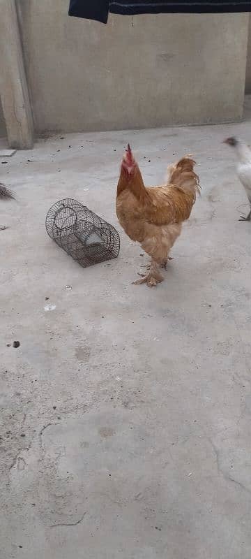 golden heavy buff ready to breed male available for sell. Good quality 5