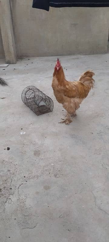 golden heavy buff ready to breed male available for sell. Good quality 6