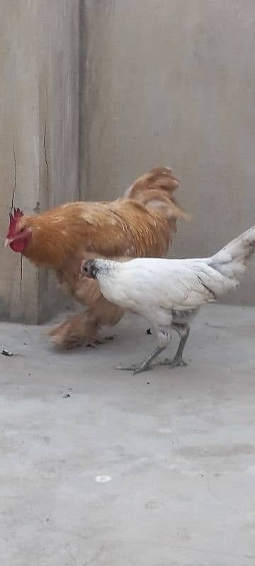 golden heavy buff ready to breed male available for sell. Good quality 8