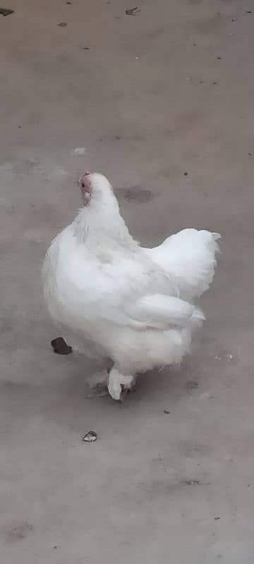 golden heavy buff ready to breed male available for sell. Good quality 9