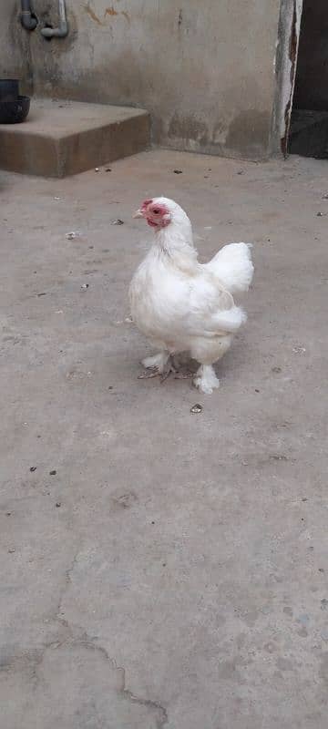 golden heavy buff ready to breed male available for sell. Good quality 10