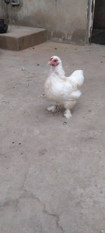 golden heavy buff ready to breed male available for sell. Good quality 11