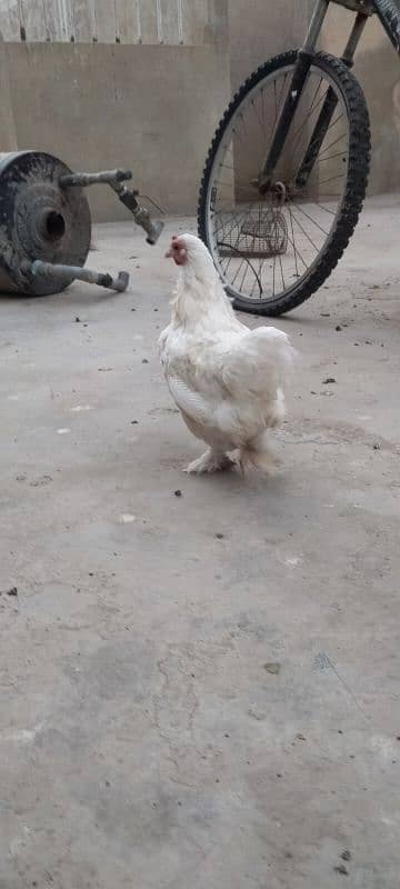 golden heavy buff ready to breed male available for sell. Good quality 13