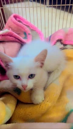 PERSIAN FEMALE KITTEN