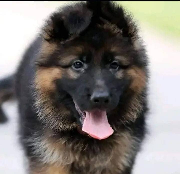 German shepherd puppy 03481780779 WhatsApp number 3