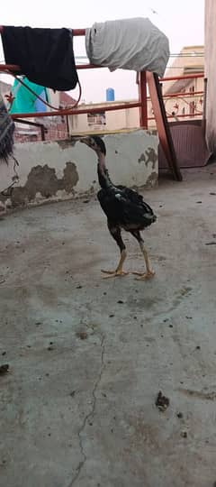 Pure Aseel chicks for sale 3 months age healthy active #vaccinated