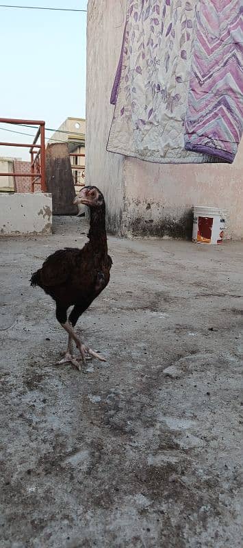 Pure Aseel chicks for sale 3 months age healthy active #vaccinated 3