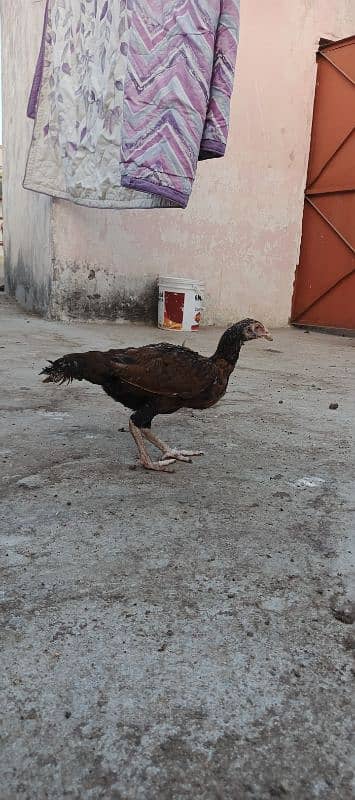 Pure Aseel chicks for sale 3 months age healthy active #vaccinated 4