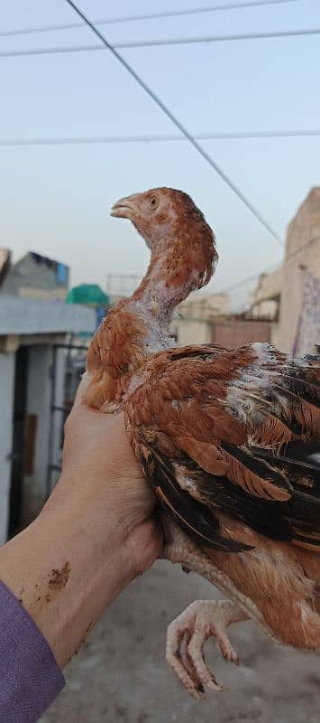 Pure Aseel chicks for sale 3 months age healthy active #vaccinated 11