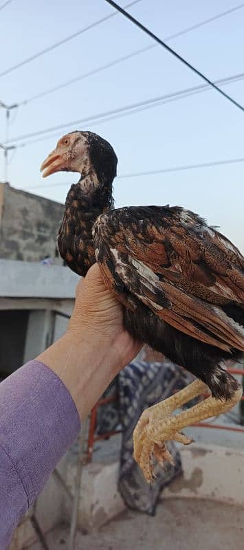 Pure Aseel chicks for sale 3 months age healthy active #vaccinated 14