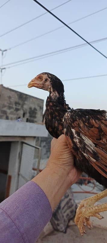 Pure Aseel chicks for sale 3 months age healthy active #vaccinated 16