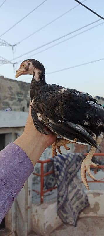 Pure Aseel chicks for sale 3 months age healthy active #vaccinated 19