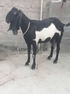 beetal bakri sath female cal n watsup 03113876208