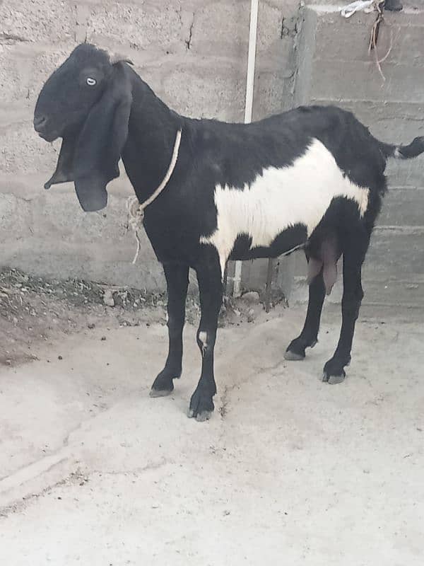 beetal bakri sath female cal n watsup 03113876208 0