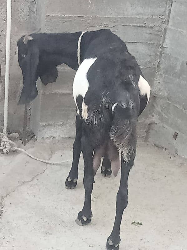 beetal bakri sath female cal n watsup 03113876208 1