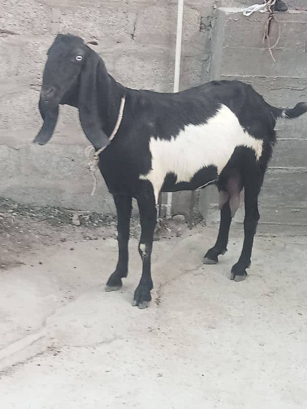 beetal bakri sath female cal n watsup 03113876208 4