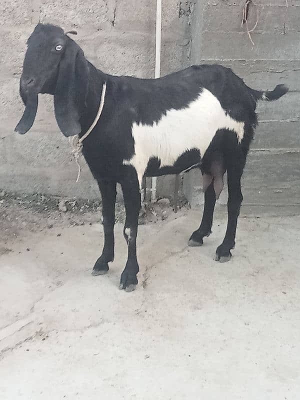 beetal bakri sath female cal n watsup 03113876208 5