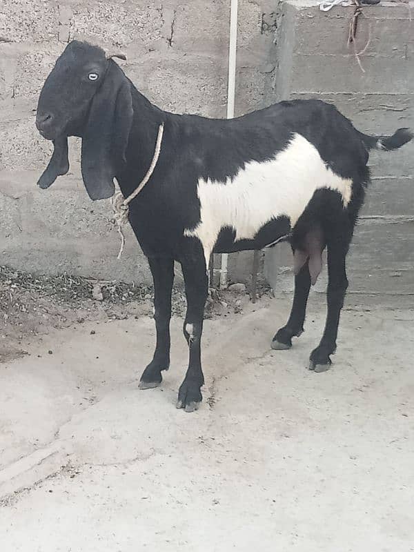 beetal bakri sath female cal n watsup 03113876208 6